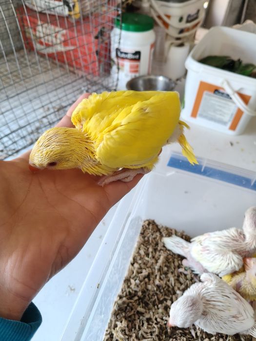Ring necks para criar a mão
