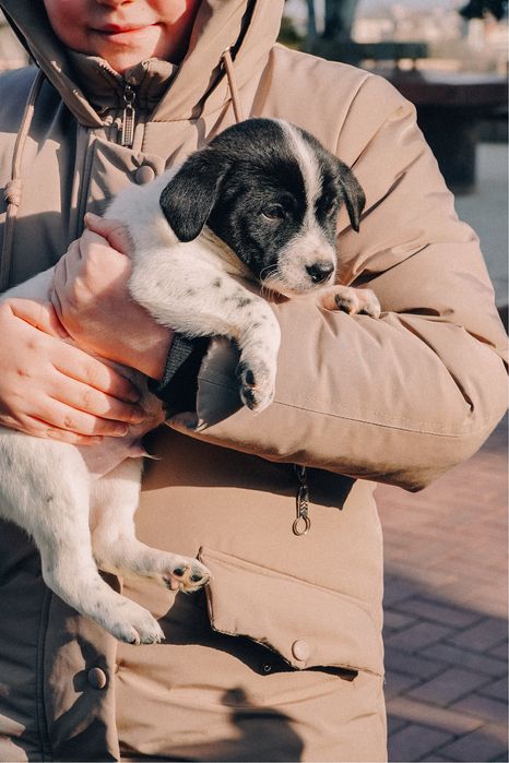 Щенки, цуцики, собака