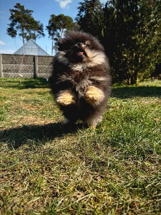 Szpic miniaturowy/Pomeranian BezoweLove FCI ZKwP