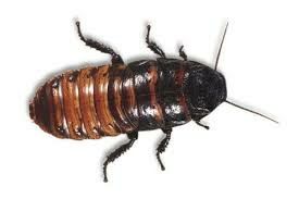 Таракан мадагаскарский