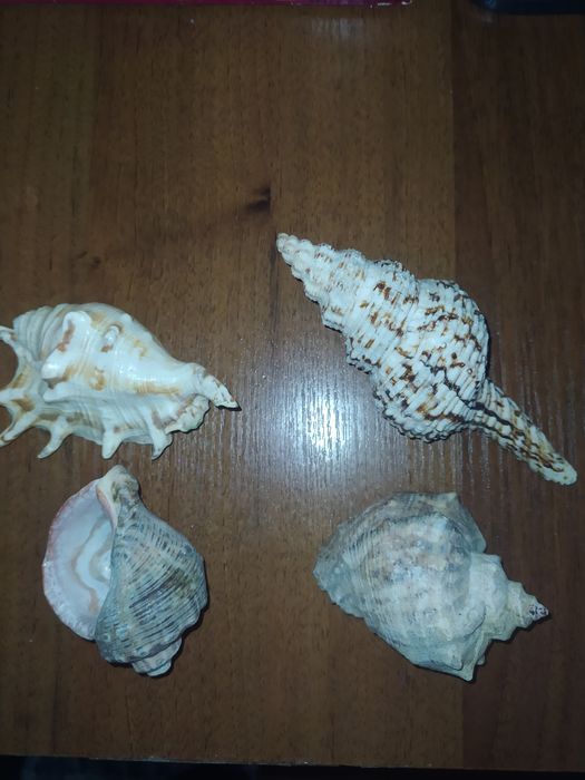 Мушлі Чорноморські