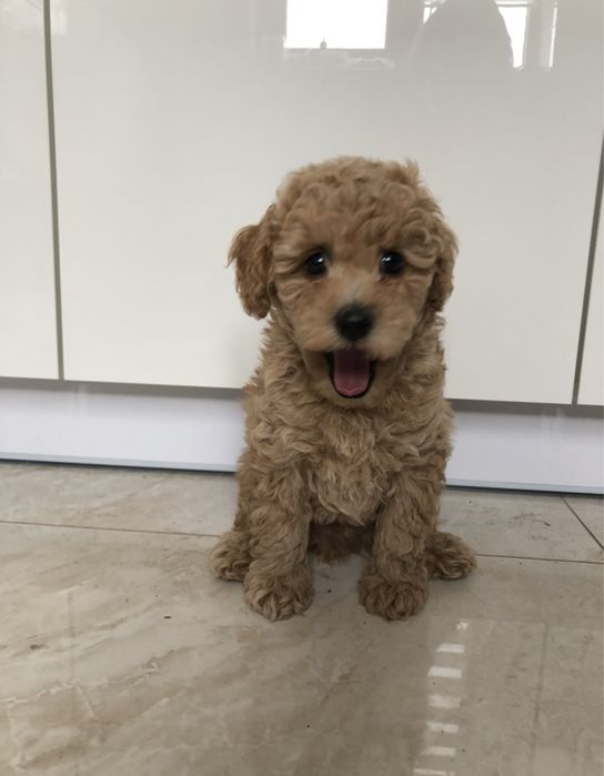 Пудель Кокос toy poodle