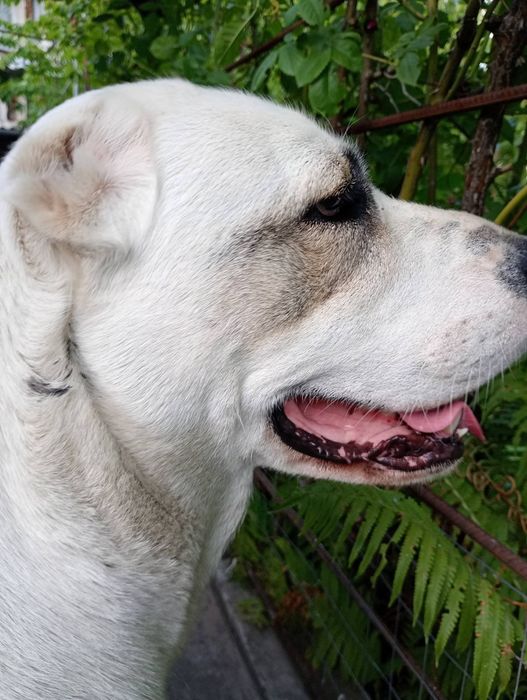 Помогите найти собаку