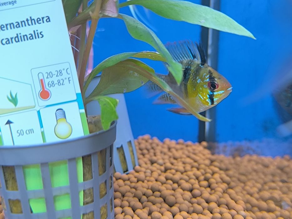 Ramirezi Balão (Mikrogeophagus Ramirezi)