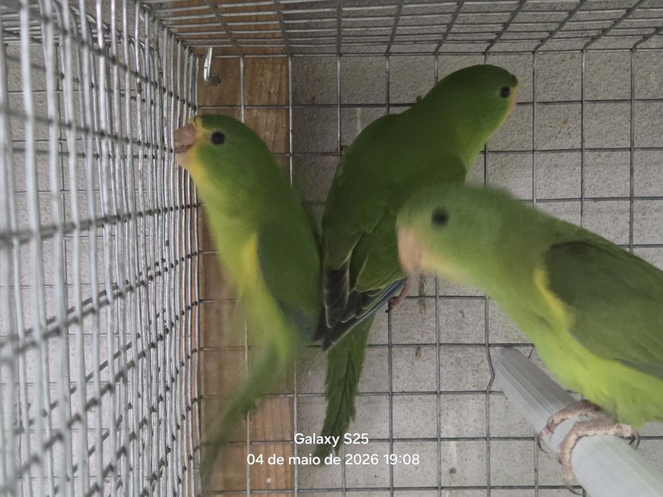 Casais periquito Limao