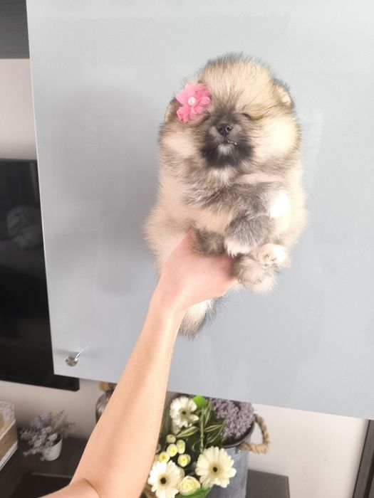 Lulu da Pomerânia. Menina .Ursinha Mini. Lop e Afixo . Russo.