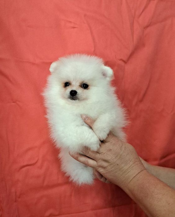 Померанский шпиц мальчик.