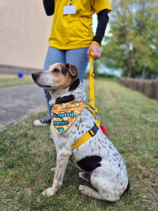 Hortex-psiak o wyjatkowym umaszczeniu szuka domu!