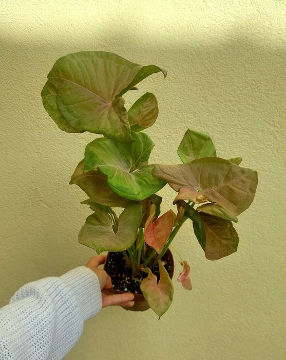 [Planta] Syngonium Neon Rosa