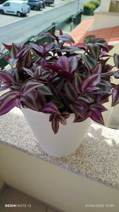 Vaso com trandescantia Zenebris