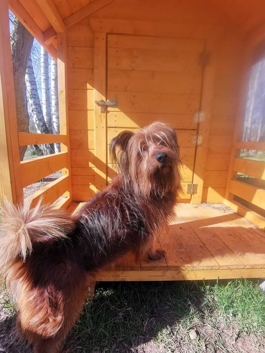 Alfik czeka na dom...