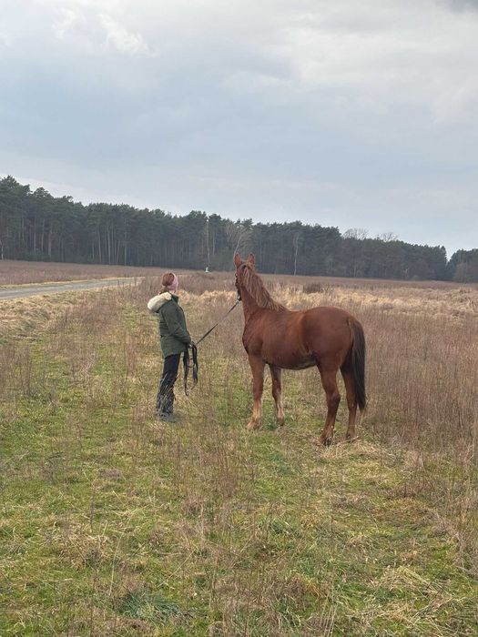 Niemiecki Koń Sportowy