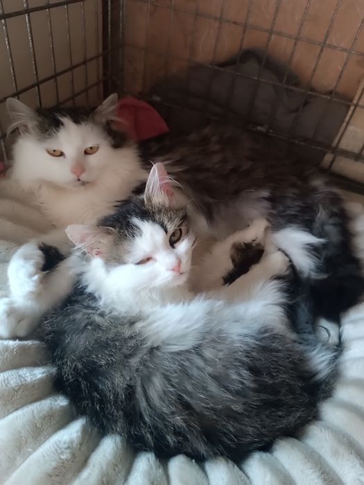 Котики підлітки 1 рік пухнасті хлопчики безкоштовно