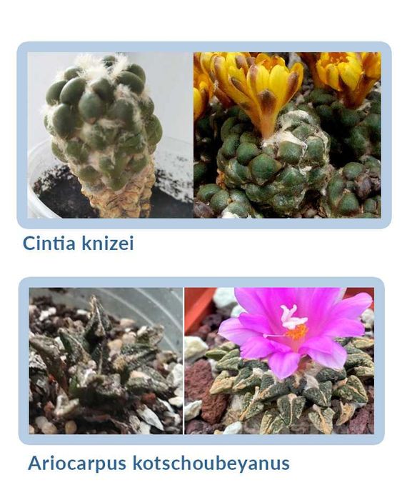 Echeveria cante эхеверия эчеверия суккулент