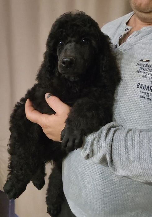 Щенки большого королевского пуделя