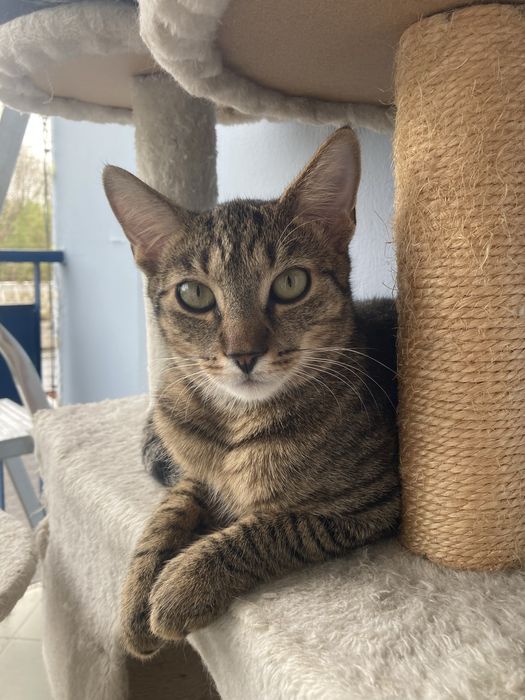 Śliczna parka burych kociaków szuka wspólnego domu