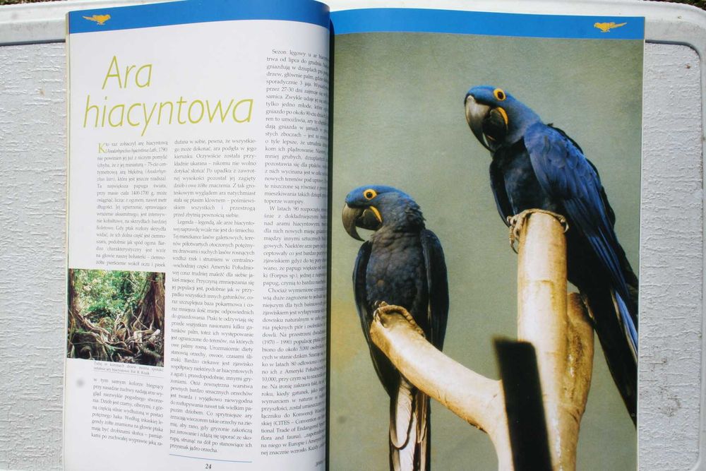 Woliera pismo, miesięcznik