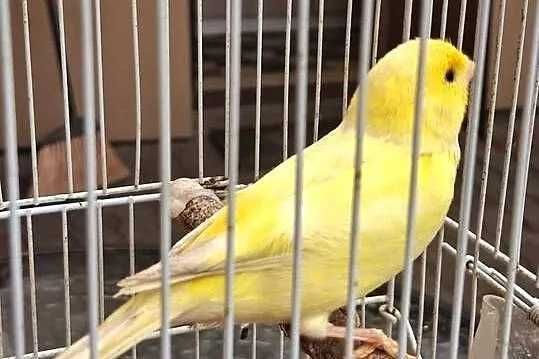 MILUSIŃSKI - Domowy hotel dla małych zwierząt