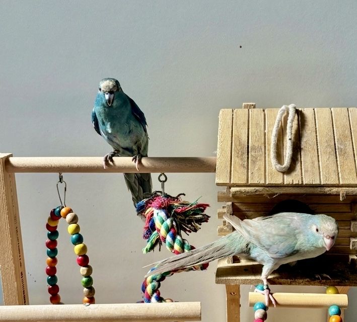 Kakarikis domesticados