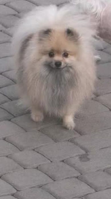 Suczka pomeranian sliczna dorosla
