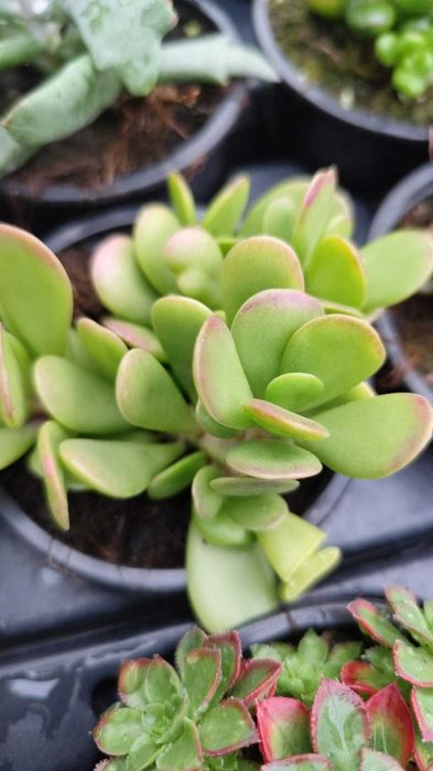 Suculentas com grande variedade