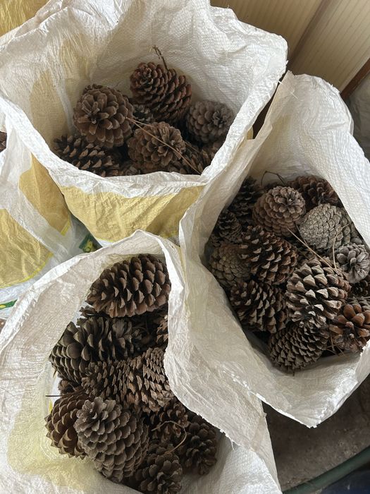 Pinhas para venda