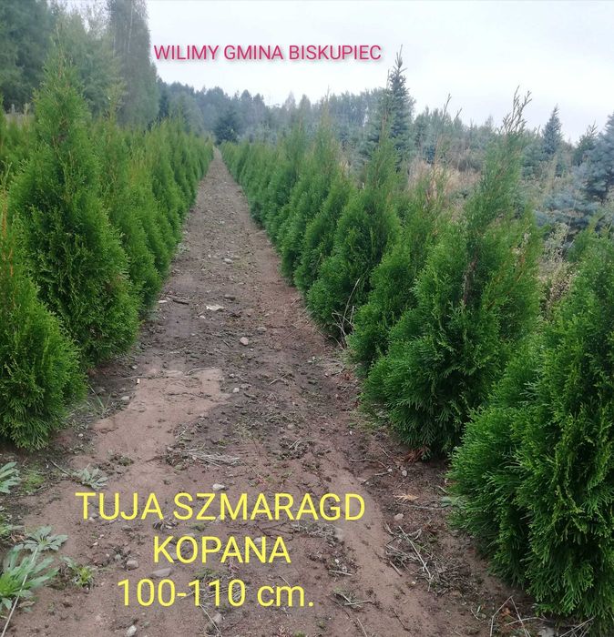 TUJA Szmaragd THUJA 80-160 cm.