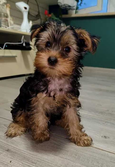 Yorkshire Terrier