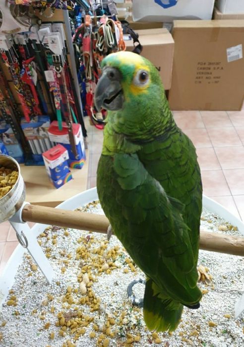 Papagaio muito meigo a falar muito