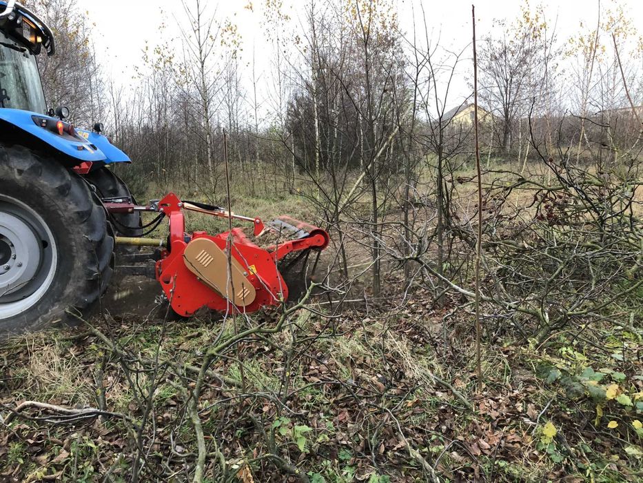 likwidacja odnawianie aronii