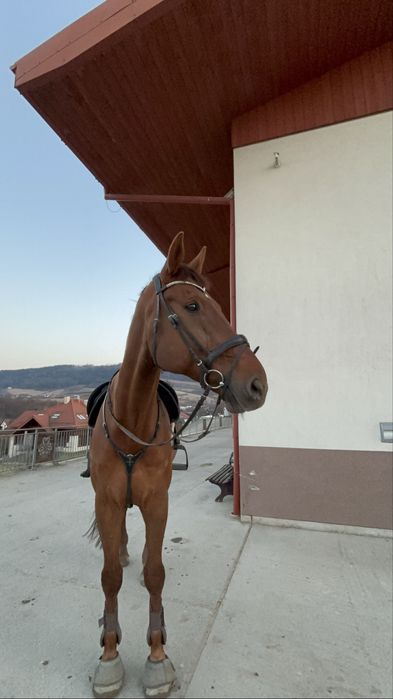Sprzedam konia !