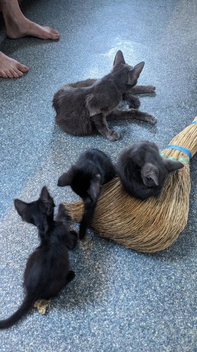 Отдам чудесных котят.