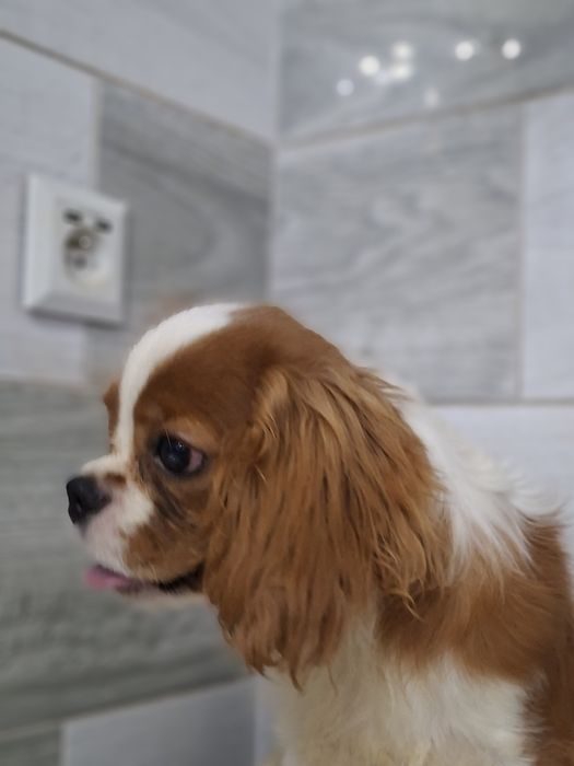 Cavalier King Charles Spaniel Pies