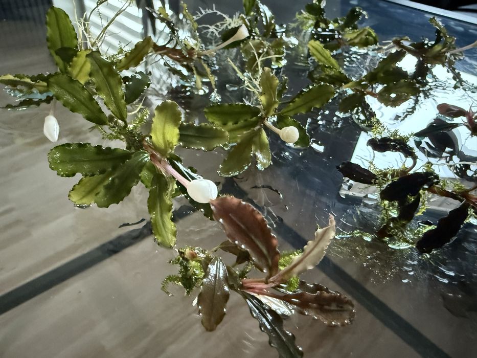 Bucephalandra dekoracja 12 sztuk 5 gatunkow