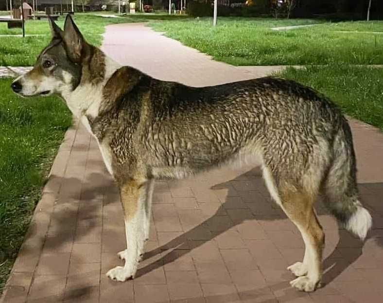 Шукаємо лайку. Поліський район,  межа з Житомирською обл.