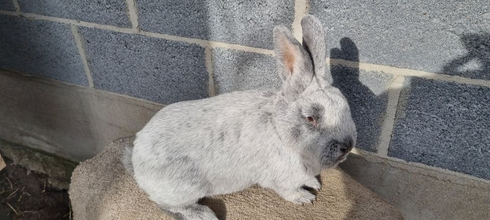 Wielki Jasnosrebrzysty