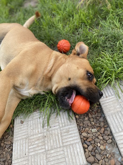 Вʼязка Ка Де Бо майоркский мастиф