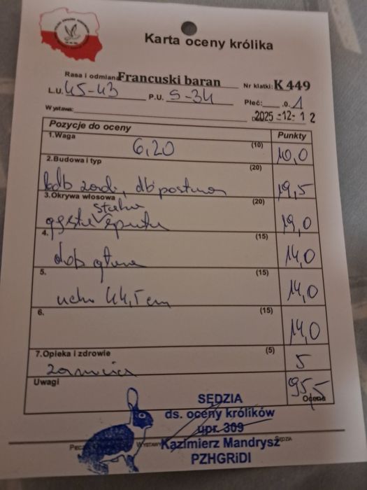 Francuski Baran Biały  Czerwonooki samica