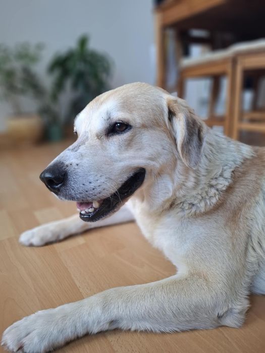 Imbir, pies w typie labradora szuka domu!