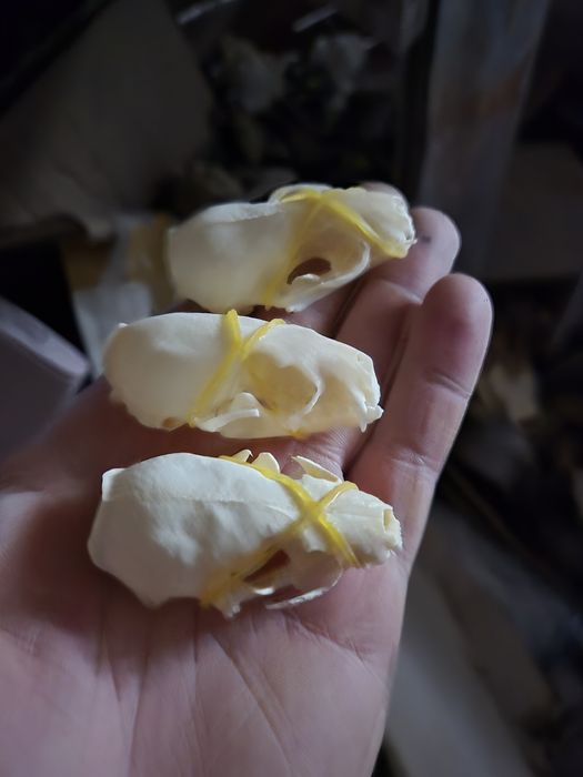 Cena za 2 szt Czaszka norki poroze jelenia skull