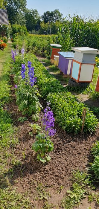 Дельфініум .Насіння (2025р.)