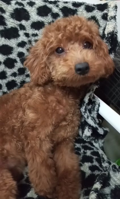 Добра,лагідна,спокійна та розумаха.