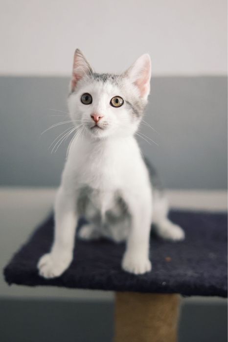 3 gatos bebés machos para adoção responsável