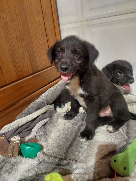 Cães bebés para adoção