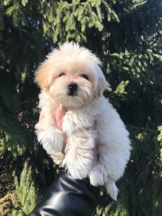 Цуценята Мальті-Пу 2 хлопчика і дівчинка.