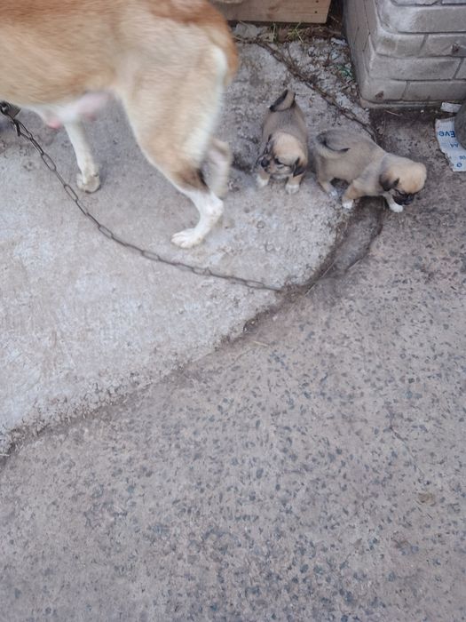 Собаченята в добрі руки