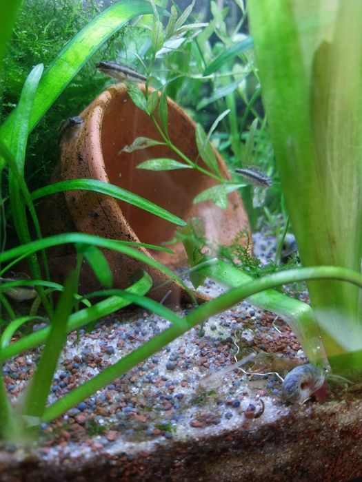 Kribensis ( Sexados) // Plantas