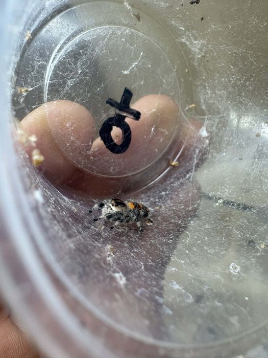 Skakun Phidippus regius Soroa SAMICZKI