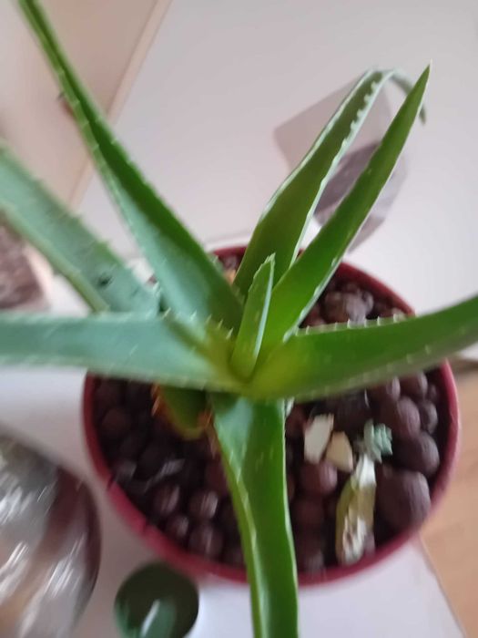 Planta - Babosa - Aloe vera