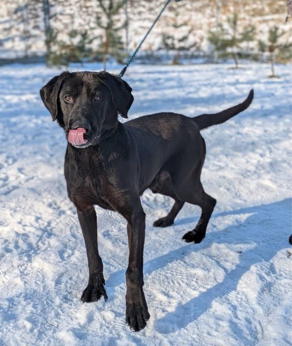 Wyjątkowy psiak Fryc w typie labradora szuka domu!